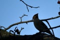 Silhouette of waxwing perched on a twig with berries Royalty Free Stock Photo