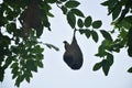 Silhouette weaver or rice bird nest on big tree in garden Royalty Free Stock Photo