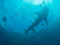 Silhouette of whale shark at the surface surrounded with small fishes Oslob, Philippines. Selective focus.