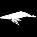 silhouette of whale with wings. Vector illustration decorative design