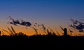 Silhouette of wheat with a blue and orange sky in the background Royalty Free Stock Photo