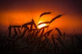 Silhouette of wheat ears against sunset Royalty Free Stock Photo