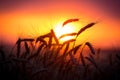 Silhouette of wheat ears against sunset Royalty Free Stock Photo