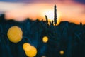 Silhouette of wheat ears in a field in evening light. Sunset flares and back lit. Beautiful sun flares bokeh in front Royalty Free Stock Photo