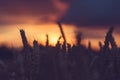 Silhouette of wheat ears in a filed during sunset. Natural light back lit Royalty Free Stock Photo