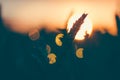 Silhouette of wheat ears in front of sun ball. Sunset light back lit. Beautiful sun flares bokeh Royalty Free Stock Photo