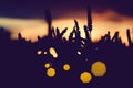Silhouette of wheat ears with sun flares. Back lit. Beautiful angular sun flares bokeh Royalty Free Stock Photo