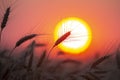 Silhouette of wheat ears after sunset closeup Royalty Free Stock Photo