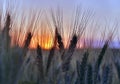 Silhouette of wheat ears after sunset closeup Royalty Free Stock Photo