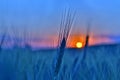 Silhouette of wheat ears after sunset closeup Royalty Free Stock Photo