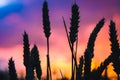 Silhouette of wheat straw at sunset back light. Blue, orange and violet colourd sky. Vivid colors Royalty Free Stock Photo