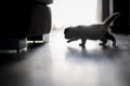 Silhouette of White calico tricolor cat walking on wooden floor. Scottish fold kitten looking something on black background Royalty Free Stock Photo