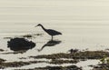 Silhouette of White-faced Heron Bird at Scandrett Beach Auckland New Zealand; Wildlife at Regional Park