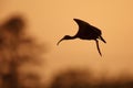 Silhouette of White-faced Ibis in Flight at Sunset Royalty Free Stock Photo