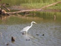 Silhouette of a white heron on the background of the golden glitter of water in the rays of the setting sun. Sri Lanka Royalty Free Stock Photo