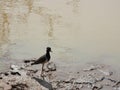 Silhouette of a white heron on the background of the golden glitter of water in the rays of the setting sun. Sri Lanka Royalty Free Stock Photo