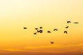 Silhouette of white herons flying at sunset Royalty Free Stock Photo