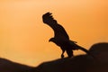 Silhouette of a White-tailed eagle in flight at sunset Royalty Free Stock Photo