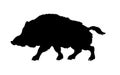 Silhouette of the wild boar