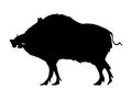 Silhouette of wild boar