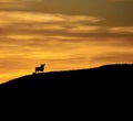 Silhouette of a wild bull on a mountain against an orange dusk sky