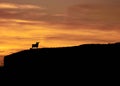 Silhouette of a wild bull on a mountain against an orange dusk sky