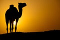 Silhouette of a wild camel at sunset