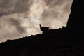 Silhouette of a Wild Chamois/Mountain Goat in Austria