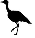 Silhouette of a wild courser bird