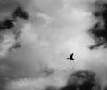 Silhouette of a wild duck or bird flying over a dark cloudy sky Royalty Free Stock Photo