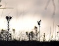 Silhouette of wild flowers meadow dry plants Royalty Free Stock Photo