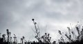 Silhouette of wild flowers meadow dry plants Royalty Free Stock Photo