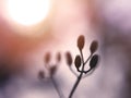 Silhouette wild grass flower fields in the morning