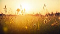 Silhouette wild grass flowers meadow over sunset with lens flare background, Royalty Free Stock Photo