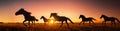 silhouette of wild horses running in the plain at sunset Royalty Free Stock Photo
