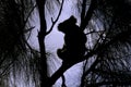 Silhouette of a Wild Koala