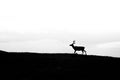 Silhouette of a wild lonely reindeer in Norway