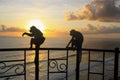 Silhouette of wild monkeys in the beach. Royalty Free Stock Photo