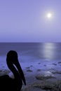 Silhouette of a wild pelican with moon over the ocean - Los Cocoteros, Lanzarote Royalty Free Stock Photo