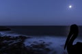 Silhouette of a wild pelican with moon over the ocean - Los Cocoteros, Lanzarote