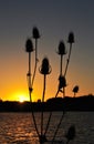 Silhouette of wild teasel at sunset. Royalty Free Stock Photo