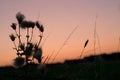 Silhouette of a wild thistle with the sky during sunset in a background Royalty Free Stock Photo