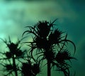 Silhouette of wild thistles at dawn