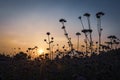 Silhouette of Wildflowers against Sunset