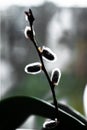 Silhouette of a willow branch in front of a window