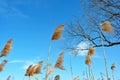 Silhouette of willow branch reeds, blue sky with clouds