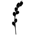 Silhouette of a willow branch. Vector. Plant on an isolated background. Idea for a book, magazine, web design, tattoo.