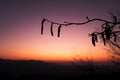 Silhouette of willow catkins in spring evening after sunset during golden hour. Catkins of Salix caprea, willow yew
