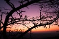 Silhouette of willow catkins in spring evening after sunset during golden hour. Catkins of Salix caprea, willow yew