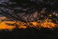 Silhouette of willow leaves on sunset sky background